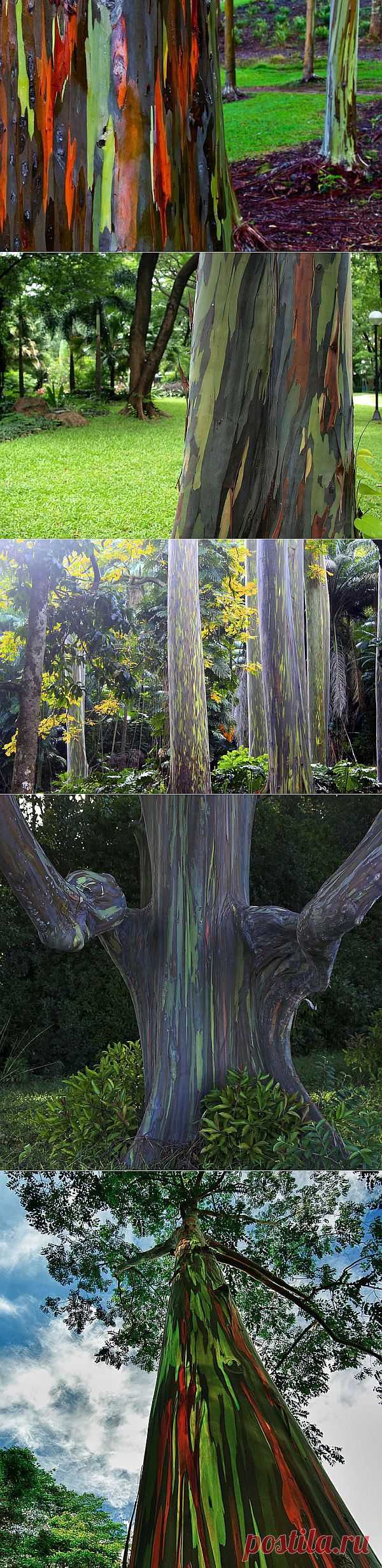 Радужный эвкалипт (Eucalyptus deglupta)