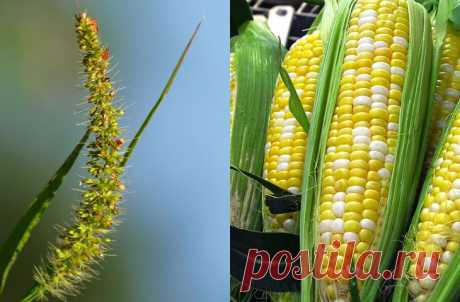 Продукты, мутациям которых мы только рады