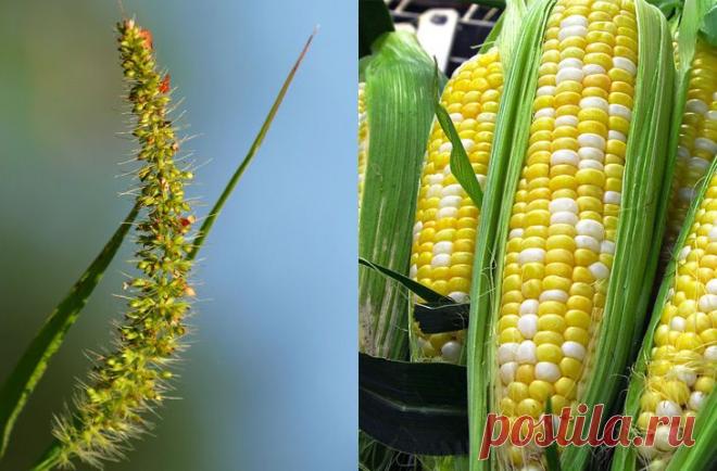 Продукты, мутациям которых мы только рады