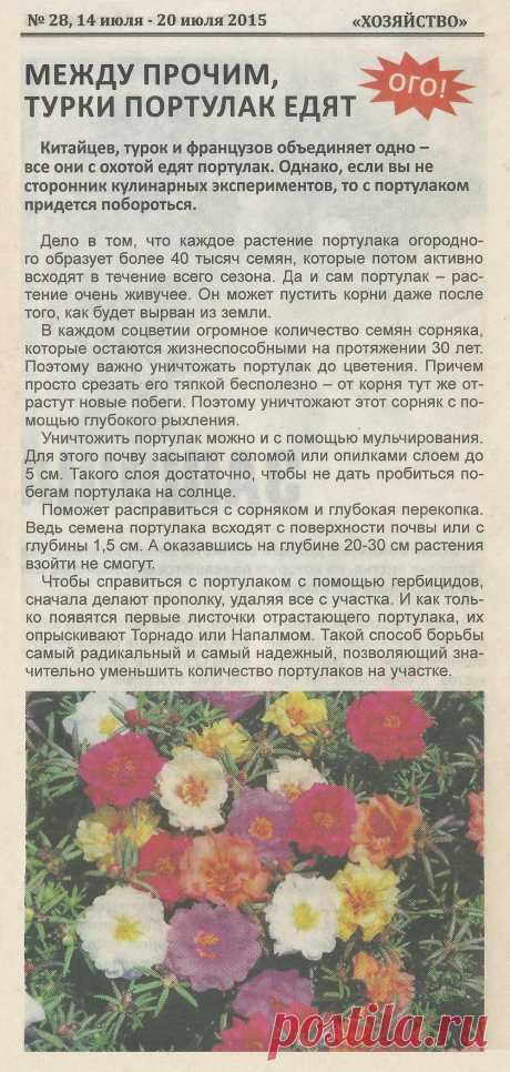 Борьба с портулаком