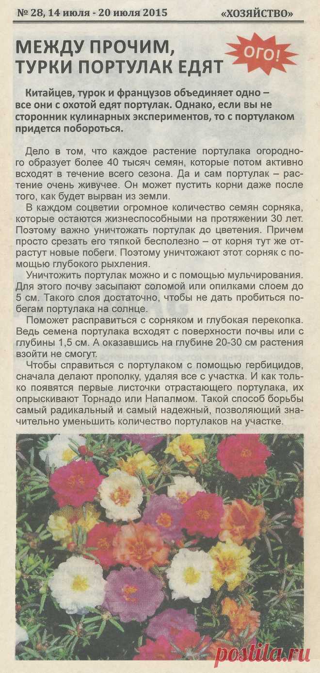Борьба с портулаком