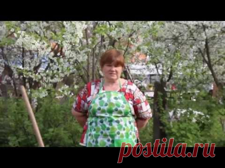 Посадка георгинов и мирабилиса. Способ для обильного цветения.
