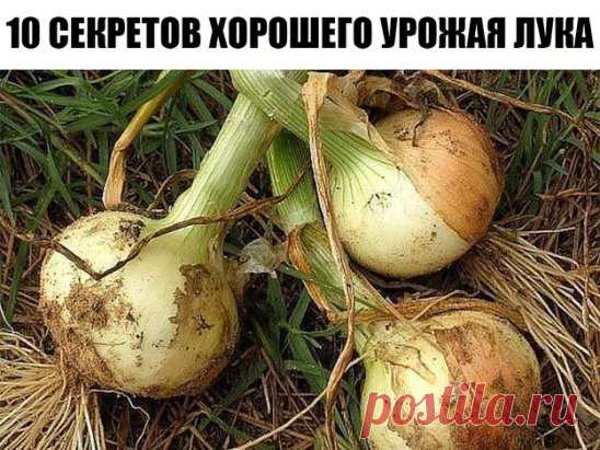 10 СЕКРЕТОВ ХОРОШЕГО УРОЖАЯ ЛУКА
Секрет первый.
Лук не любит глинистой почвы, если у Вас таковая, нужно на грядку обязательно насыпать песка, торфа, все перемешать. А еще нужна слабощелочная почва, если у вас кислая, обязательно с осени (весной это делать поздно) нужно внести доломитовую муку для раскисления.
 Секрет второй.
При посадке севка нужно опустить его на минут 10-20 в раствор марганцовки для обеззараживания посадочного материала.
 Секрет третий.
Затем нужно обрезать верхушечку, чтоб