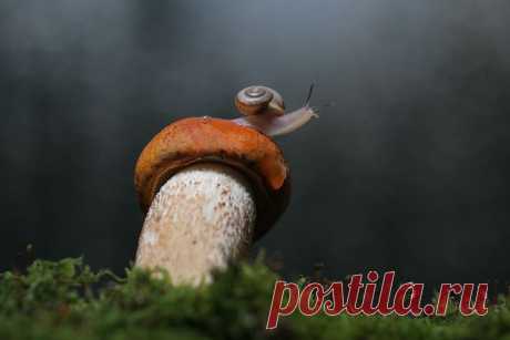 35PHOTO - Вадим Трунов - Про подосиновик