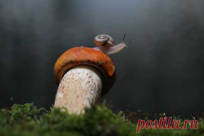 35PHOTO - Вадим Трунов - Про подосиновик