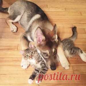 Волшебная смесь академика Филатова для восстановления зрения