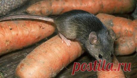 по вере вашей дано будет вам