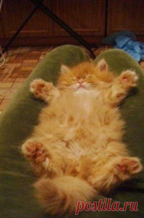 &quot;Уже 5 минут сводит ногу, но я его не разбужу&quot; | Позитив