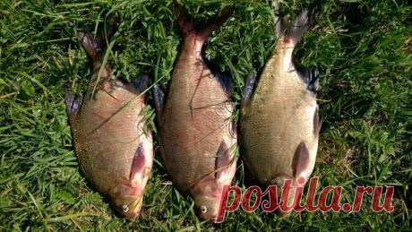 Как вам улов на Днепре / Богатая добыча