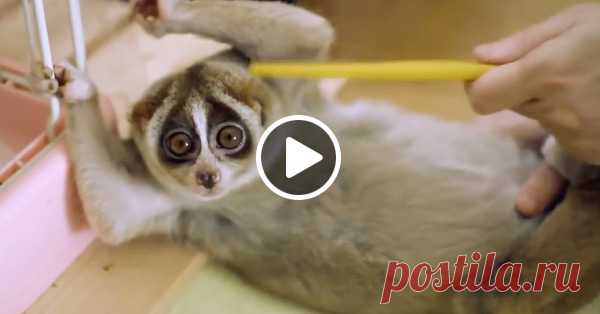 Две минуты сплошного релакса и позитива. Само воплощение расслабленности, медлительности и очаровательности: