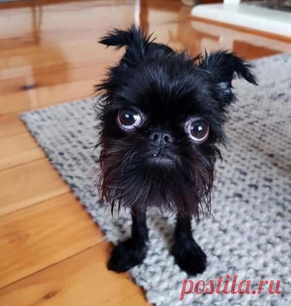 Веселый рассказ про страшного зверя.
 Оберштурмбантерьер Коллега рассказала, что дочь ей подарила собачку – маленькую такую, черненькую. Редкая порода. И вот дочь с этой собачкой ехала в поезде и на секундочку вышла из купе в туалет, буквально на секундочку! Поезд был полупустой и она ехала в купе одна. Дверь, естественно, закрыла. Ну, куда же может деться маленькая собачка из закрытого […]
Читай дальше на сайте. Жми подробнее ➡