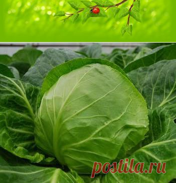(3) Одноклассники