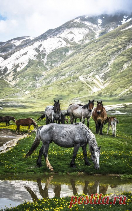 Wild horses at Campo Imperatore, Abruzzo, Italy ♠ Photo by Alessandro Passerini…
от Alessandro Passerini  |   Pinterest • Всемирный каталог идей