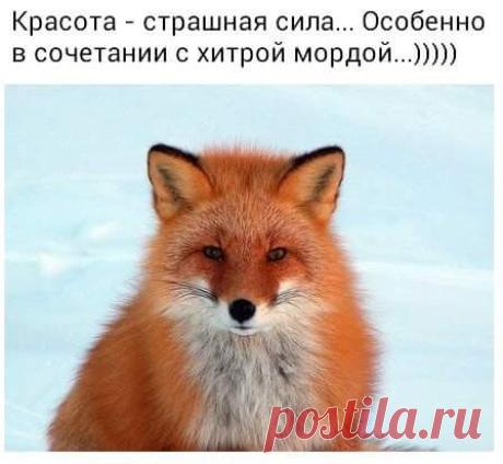 ПОЗИТИВЧИК