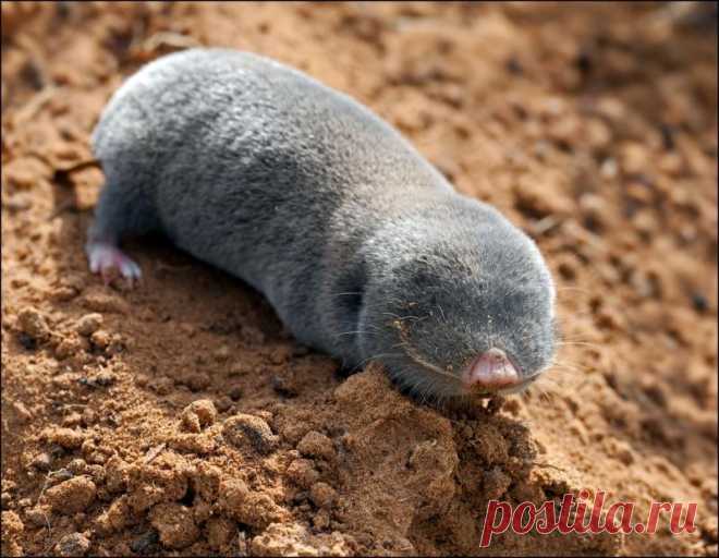 Защищаем свой участок от слепышей