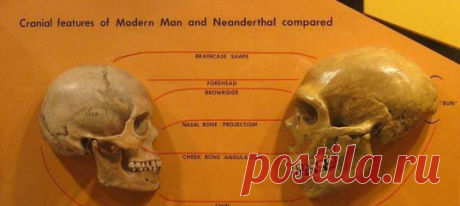Креативность, поведенческая гибкость и открытость обучению дали Homo sapiens все, что было необходимо для выживания и более успешного расселения по всему миру.