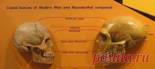 Креативность, поведенческая гибкость и открытость обучению дали Homo sapiens все, что было необходимо для выживания и более успешного расселения по всему миру.