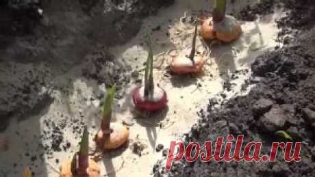 СЕКРЕТ ПРЕКРАСНЫХ ГЛАДИОЛУСОВ: ЛИЧНЫЙ ОПЫТ
Соседи спрашивают, почему у меня такие красивые и большие гладиолусы получаются? Вот я и решила поделиться своими секретами.
Самый главный секрет: я люблю гладиолусы подкормить, а они хорошо на это отзываются.
При появлении второго листа вношу 1 ст. ложку мочевины и 1,5 ст. ложки сульфата калия на 10 л воды, которые выливаю на 1 кв. м посадки. После образования 3–4-го листа делаю подкормку по листьям (30 г мочевины, 30 г сульфата калия и микроудобрен