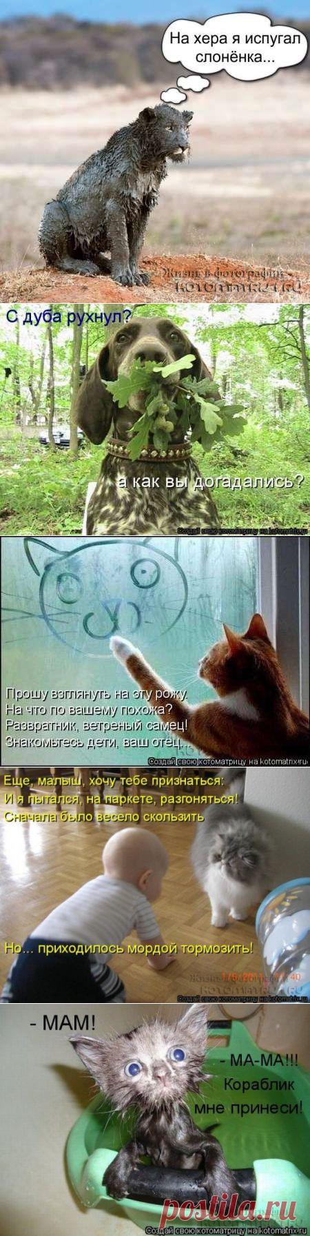 Простые имена (котоматрица)