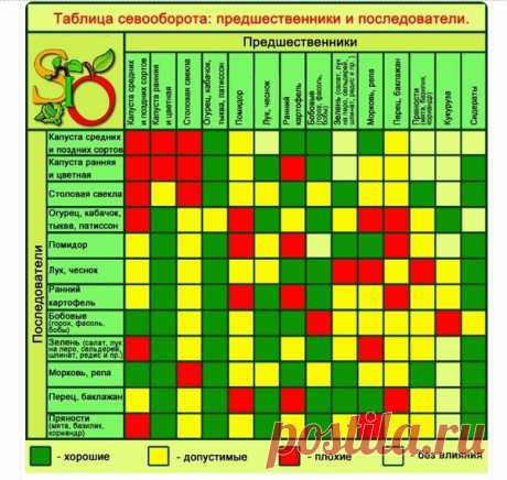 Планируем посадки на будущий год: простые правила севооборота | Наша Дача | Яндекс Дзен