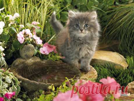 обои на рабочий стол котята Кошки Кот Коты cats pushistiy kotenok 2 1600