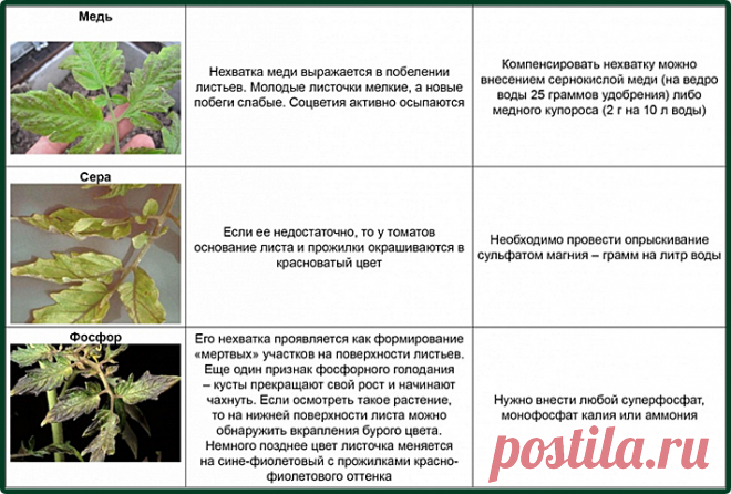 Чего не хватает вашим помидорам.