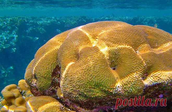 korally_Egipet_кораллы_Красного_моря_korallovij_rif_коралловый_риф_Krasnogo_morya_Египет_Egypt_Red_Sea.jpg (960×625)