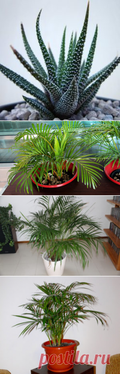 Хризалидокарпус: фото, советы и рекомендации по уходу | flori-da.ru