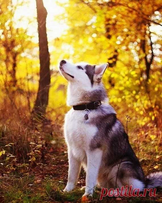 ღ
