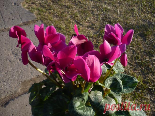 Цикломены, как праздник.