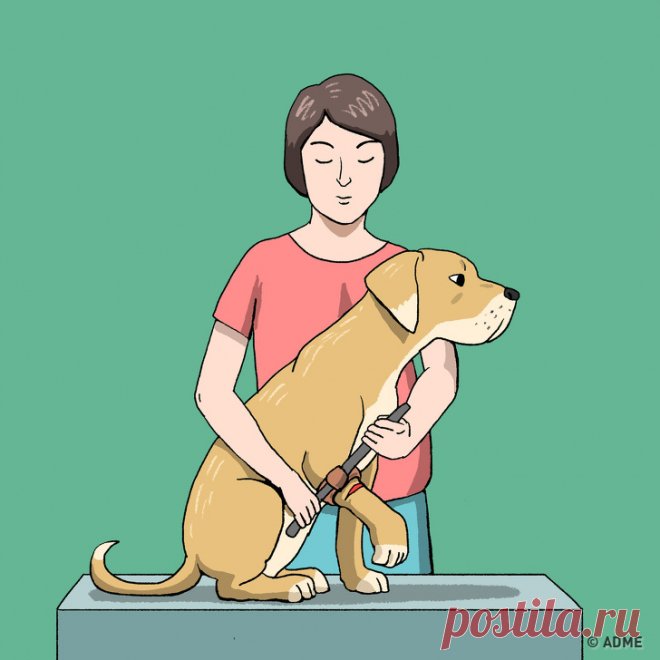 Правила первой помощи домашнему питомцу, которые важно знать каждому хозяину