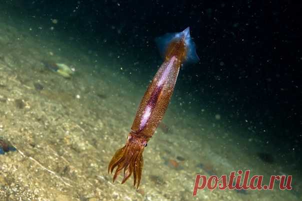 «Зависая над дном, тихоокеанский кальмар выглядит словно спутник на орбите планеты», – отмечает фотограф Алексей Кондратюк: nat-geo.ru/community/user/191137/