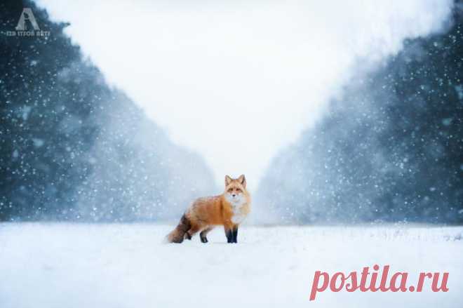 Эта лисичка очень хочет занять место котиков в интернете