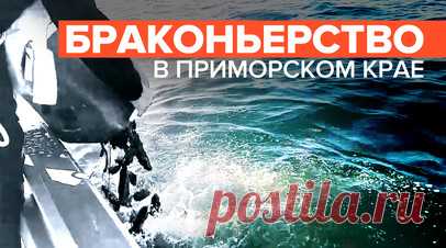 Браконьерский улов: ФСБ изъяла более 10 тыс. трепангов в Приморском крае. Сотрудники Пограничного управления ФСБ задержали мужчину, который добывал трепангов на побережье бухты Троица залива Петра Великого в Приморском крае. Разрешения на улов и оборот у задержанного не было. После осмотра специалистом-ихтиологом трепангов выпустили в естественную среду обитания. Читать далее