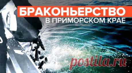 Браконьерский улов: ФСБ изъяла более 10 тыс. трепангов в Приморском крае. Сотрудники Пограничного управления ФСБ задержали мужчину, который добывал трепангов на побережье бухты Троица залива Петра Великого в Приморском крае. Разрешения на улов и оборот у задержанного не было. После осмотра специалистом-ихтиологом трепангов выпустили в естественную среду обитания. Читать далее