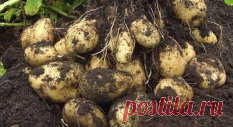 Agro- портал о садоводстве