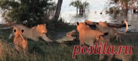 Не на тех пасть разинуть решил, рептилия зубастая 🦁