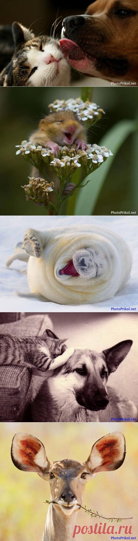 Смешные животные