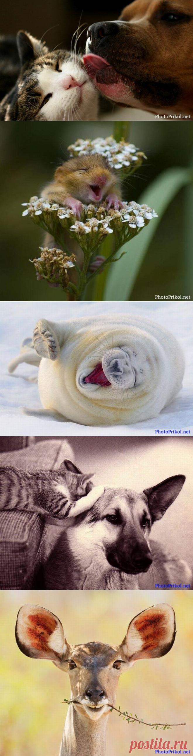 Смешные животные