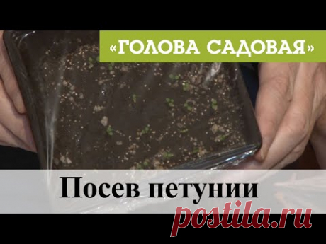 Голова садовая - Посев петунии