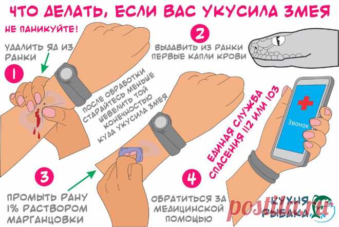 Как избежать укуса гадюки или любой другой змеи | Кухня рыбака | Яндекс Дзен