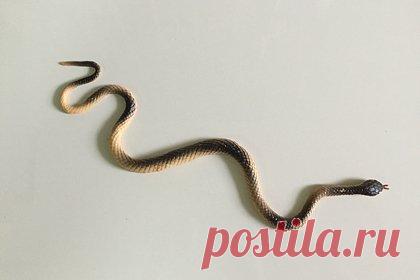 Женщина купила игрушку для ребенка и напугала мужа. Пользовательница Reddit рассказала, как купила ребенку игрушечную змею и напугала мужа. Супруг, которого женщина не предупредила о покупке, обнаружил в спальне сына игрушку и, подумав, что это живая змея, закричал от страха и выкинул ее в окно. По ее словам, потребовалось некоторое время, чтобы он успокоился.