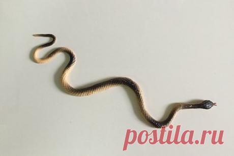 Женщина купила игрушку для ребенка и напугала мужа. Пользовательница Reddit рассказала, как купила ребенку игрушечную змею и напугала мужа. Супруг, которого женщина не предупредила о покупке, обнаружил в спальне сына игрушку и, подумав, что это живая змея, закричал от страха и выкинул ее в окно. По ее словам, потребовалось некоторое время, чтобы он успокоился.