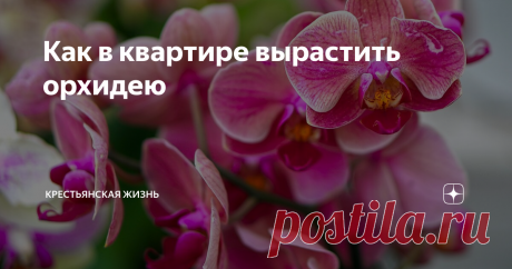 Как в квартире вырастить орхидею Еще 10‑15 лет назад иметь орхидею в доме считалось роскошью. Ведь продавались в основном видовые растения, и чтобы они цвели, нужно было четко выполнять все правила агротехники, в том числе следить за температурой и досвечивать. Сейчас мы имеем дело с сортами, более приспособленными к жизни в квартире. О фаленопсисе, самой доступной, но оттого не менее прекрасной орхидее, рассказывает цветовод