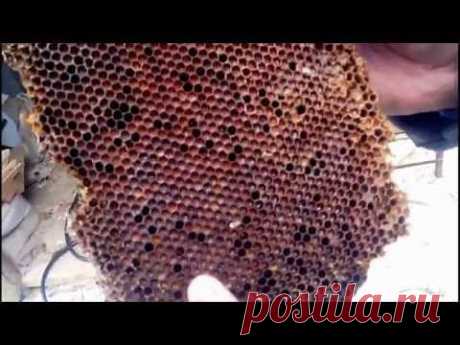 Извлечение получение и переработка перги из пчелиных сот  Retrieve get and processing of pollen from