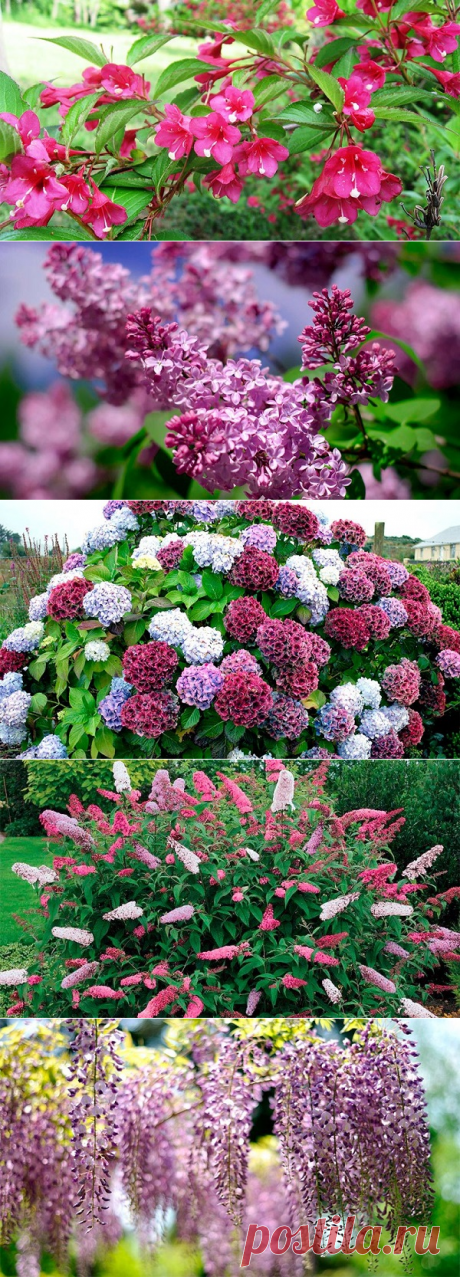 Топ-10 цветущих кустарников для сада, дачи или двора