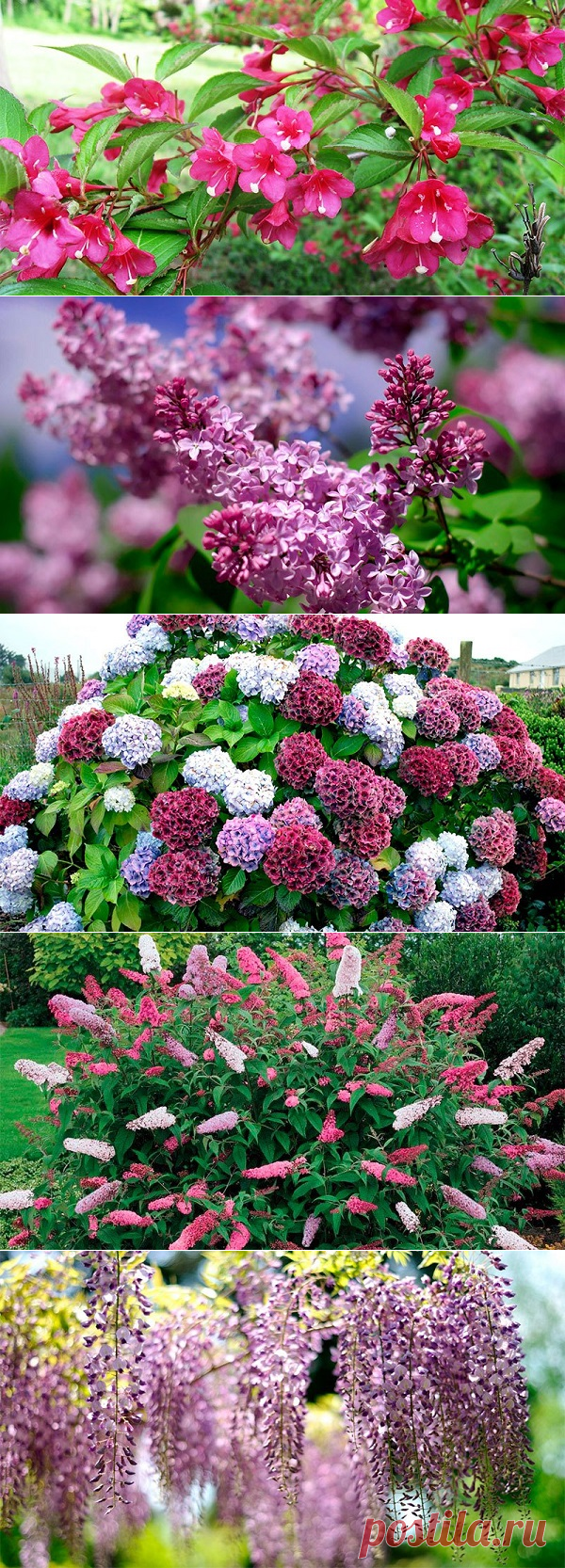 Топ-10 цветущих кустарников для сада, дачи или двора