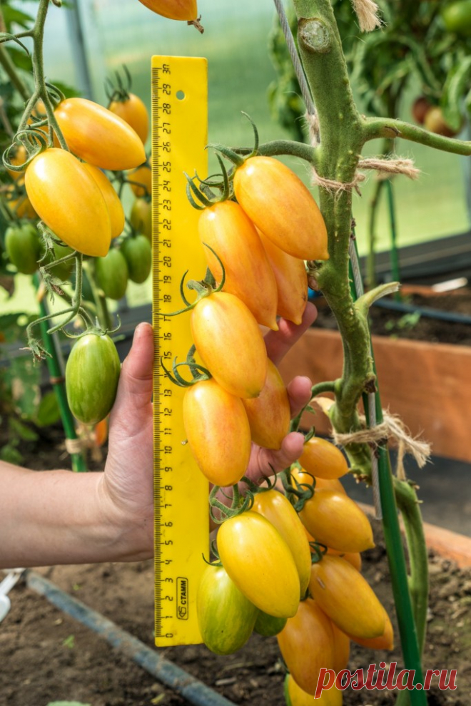 Томат котя фирмы партнер отзывы Огород без хлопот - информационный сайт для дачников, садоводов и огородников.