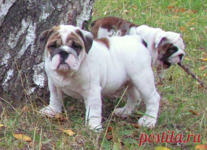 Питомник Личабулл предлагает щенков английского бульдога и померанского шпица
