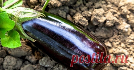 Вкусный баклажан на ужин всего за 5 минут. Секрет болгарской кухни!